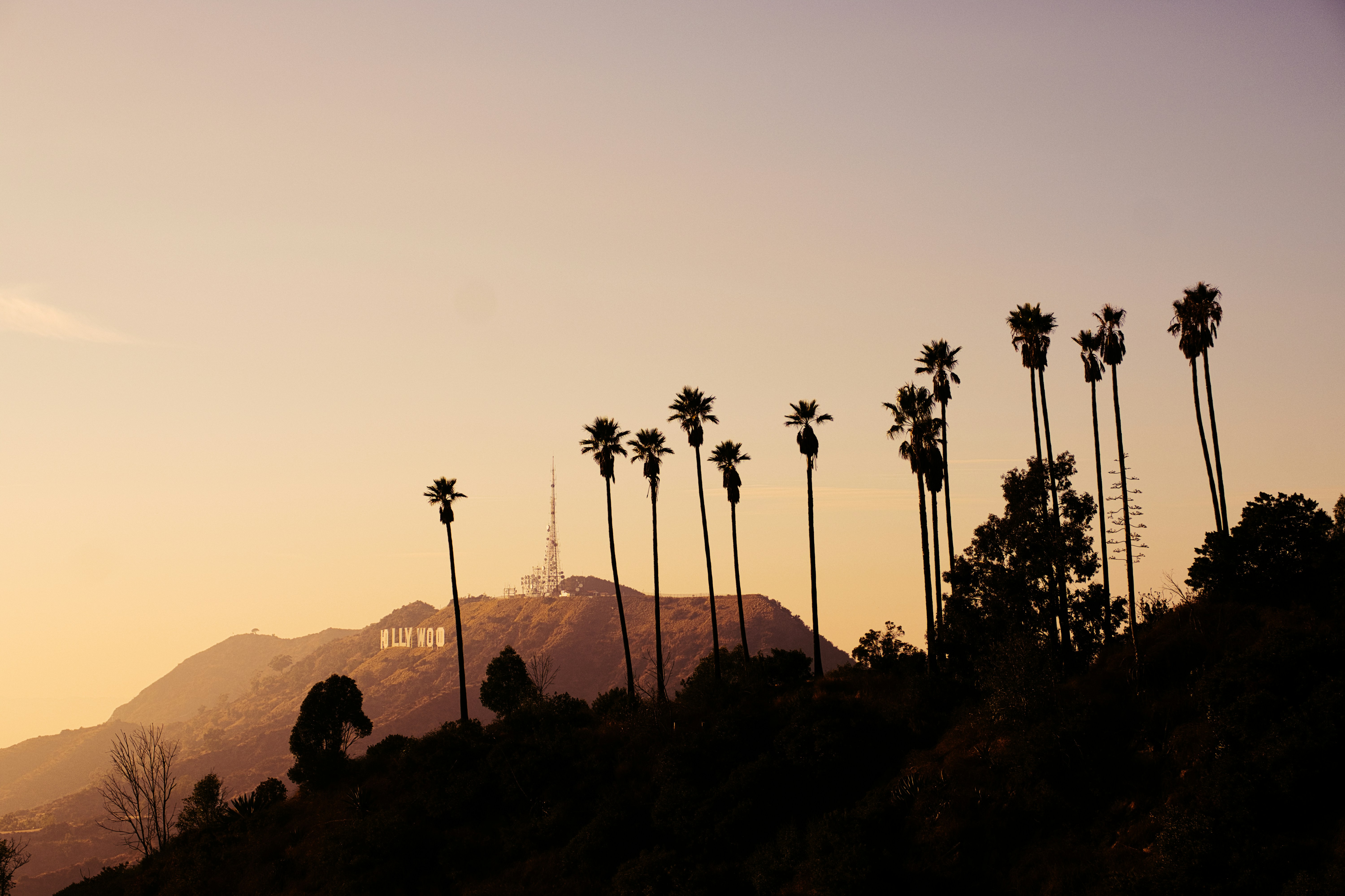 Palm trees with the Hollywood sign in the back.